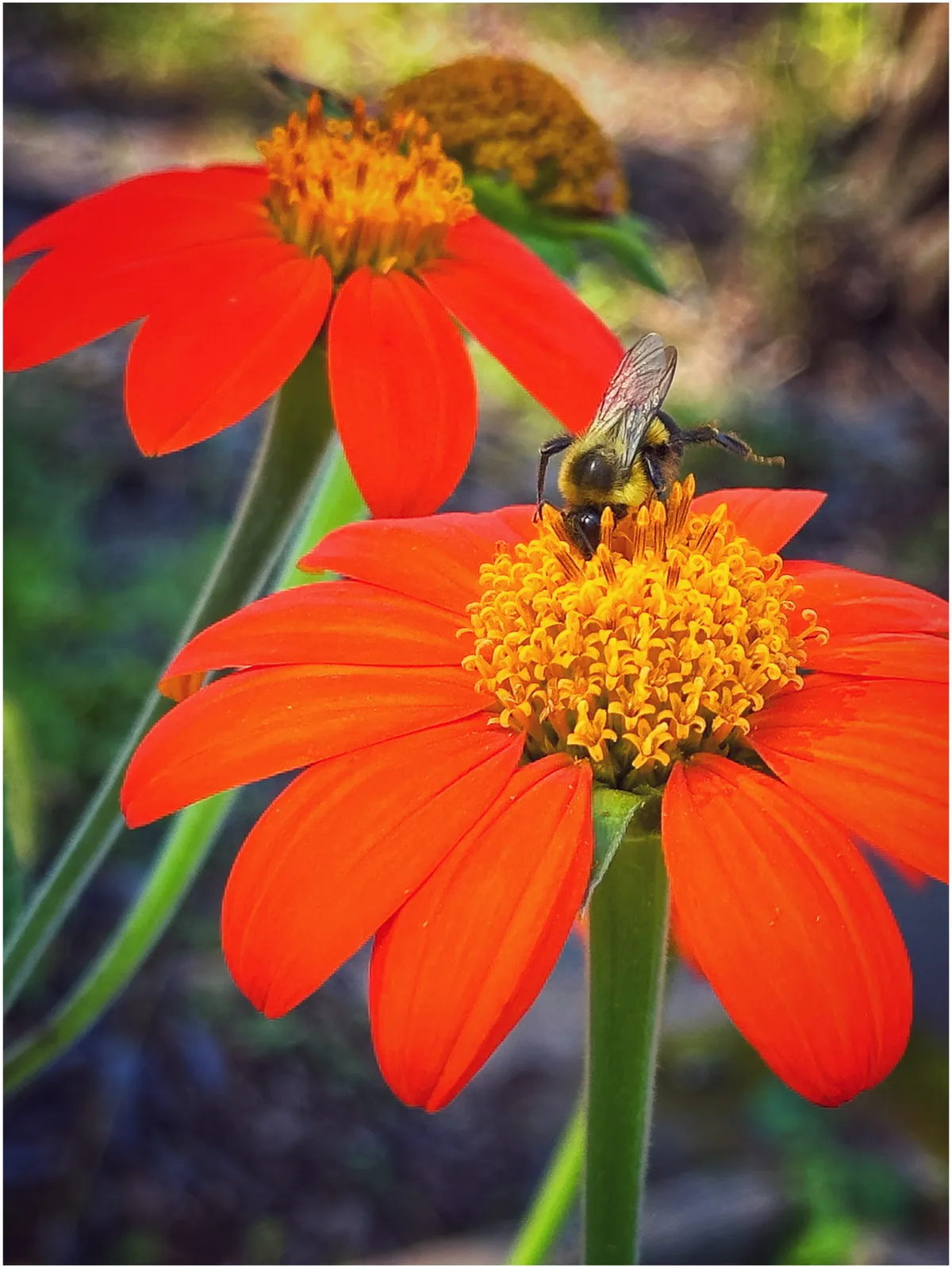 A bee n a flower with it's little leggy out