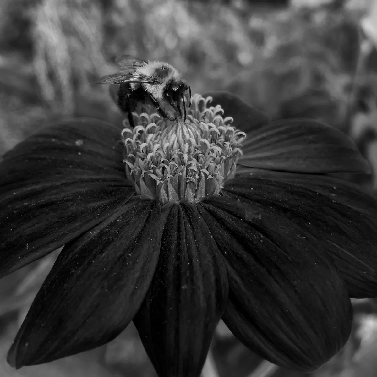 IMG_6417