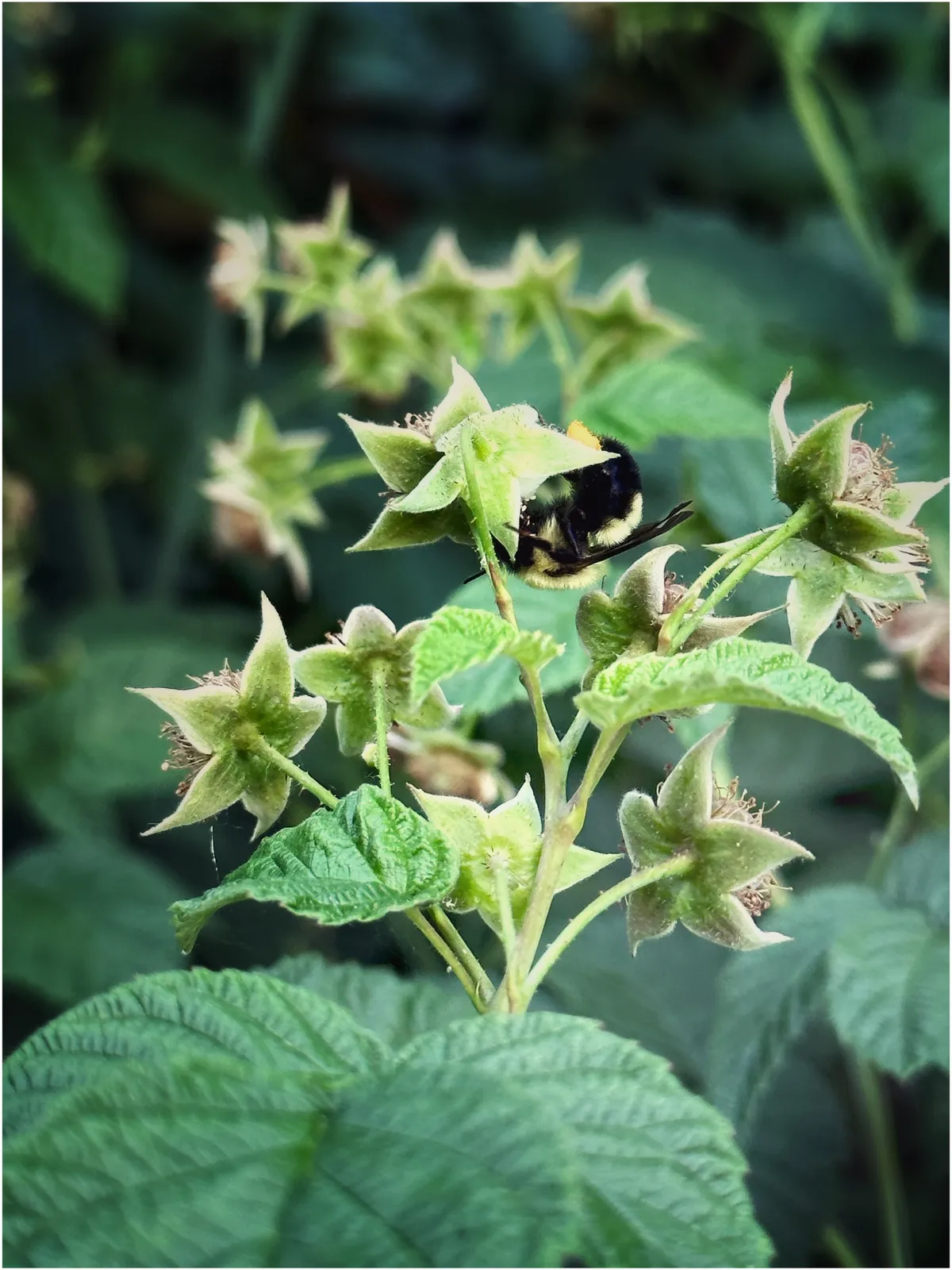 Bee on a blackberry flower