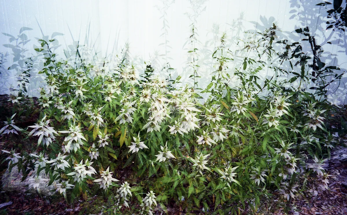 MINOLTA140EX_ULTAMAX 1