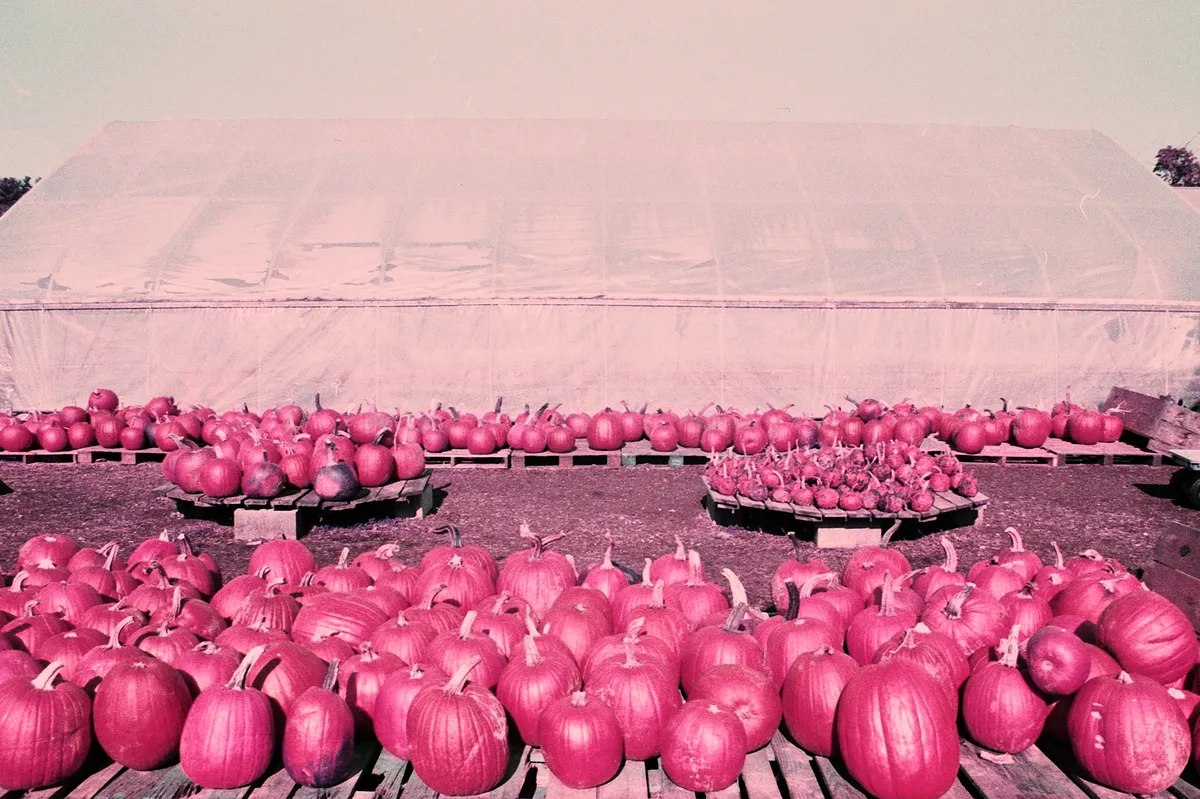 purple_fm2n 11