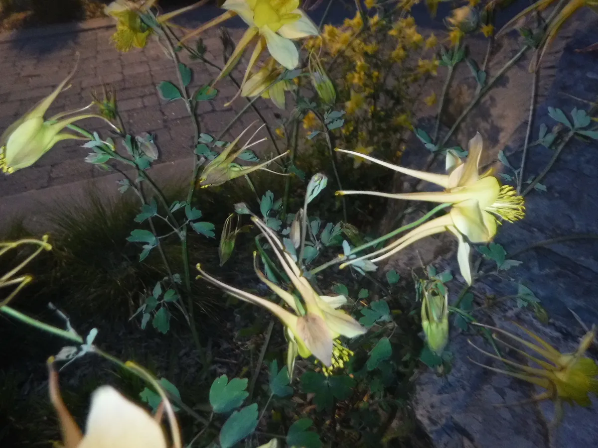 columbine