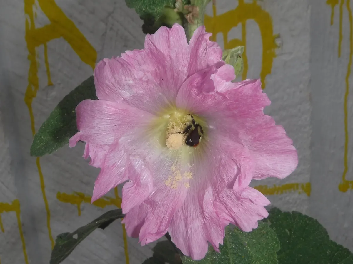 DSCF1001