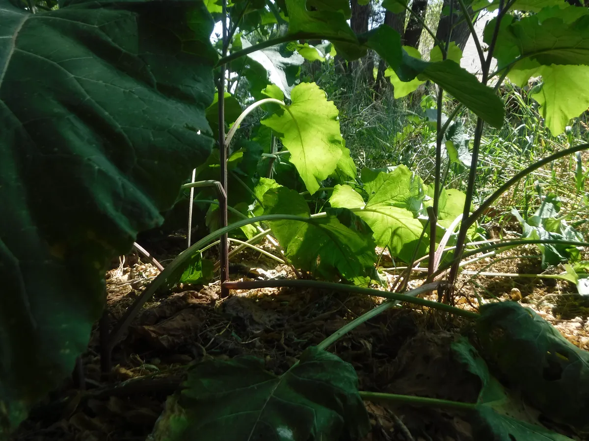 groundcover