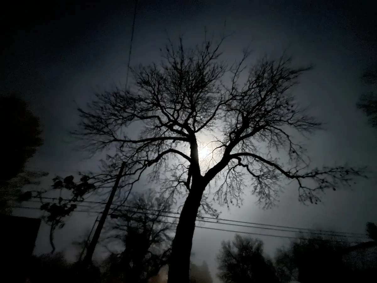 tree