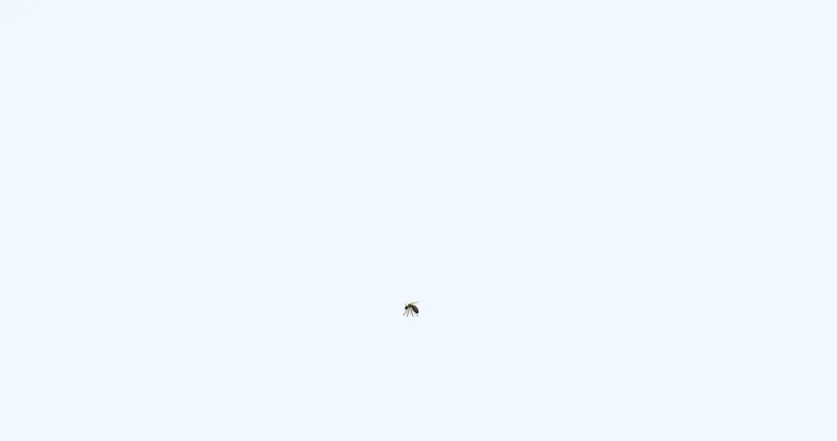 모기새끼