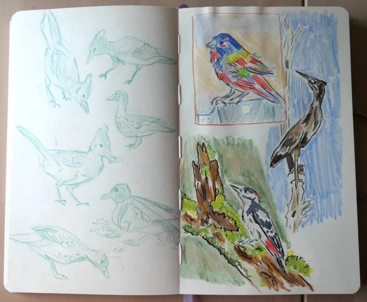 One page of sketched birds and another painted in watercolor.