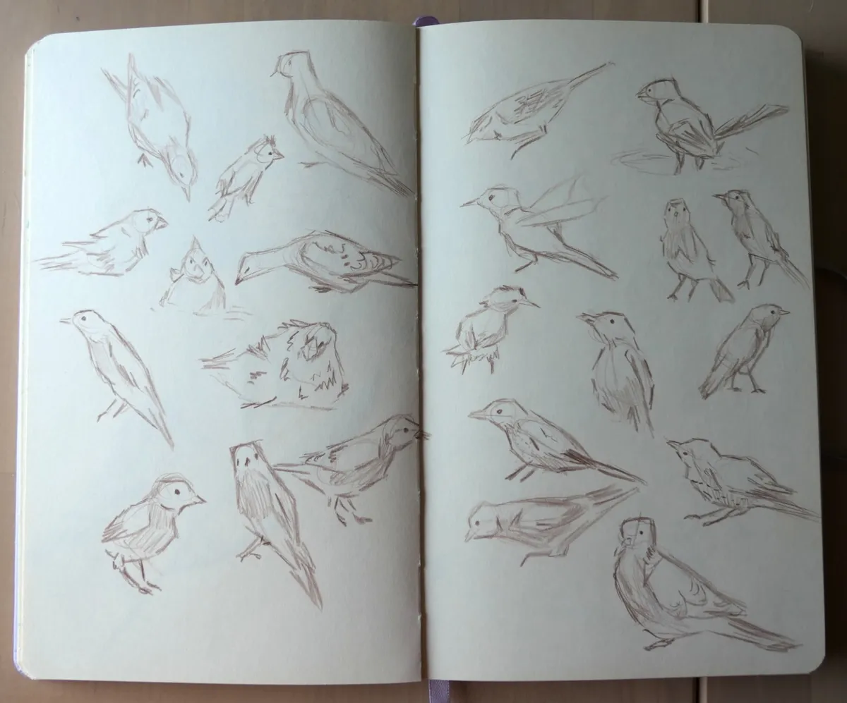 A two-page spread of birds in various poses.
