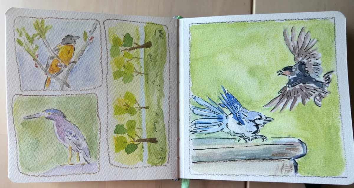 A two-page spread of watercolor birds.