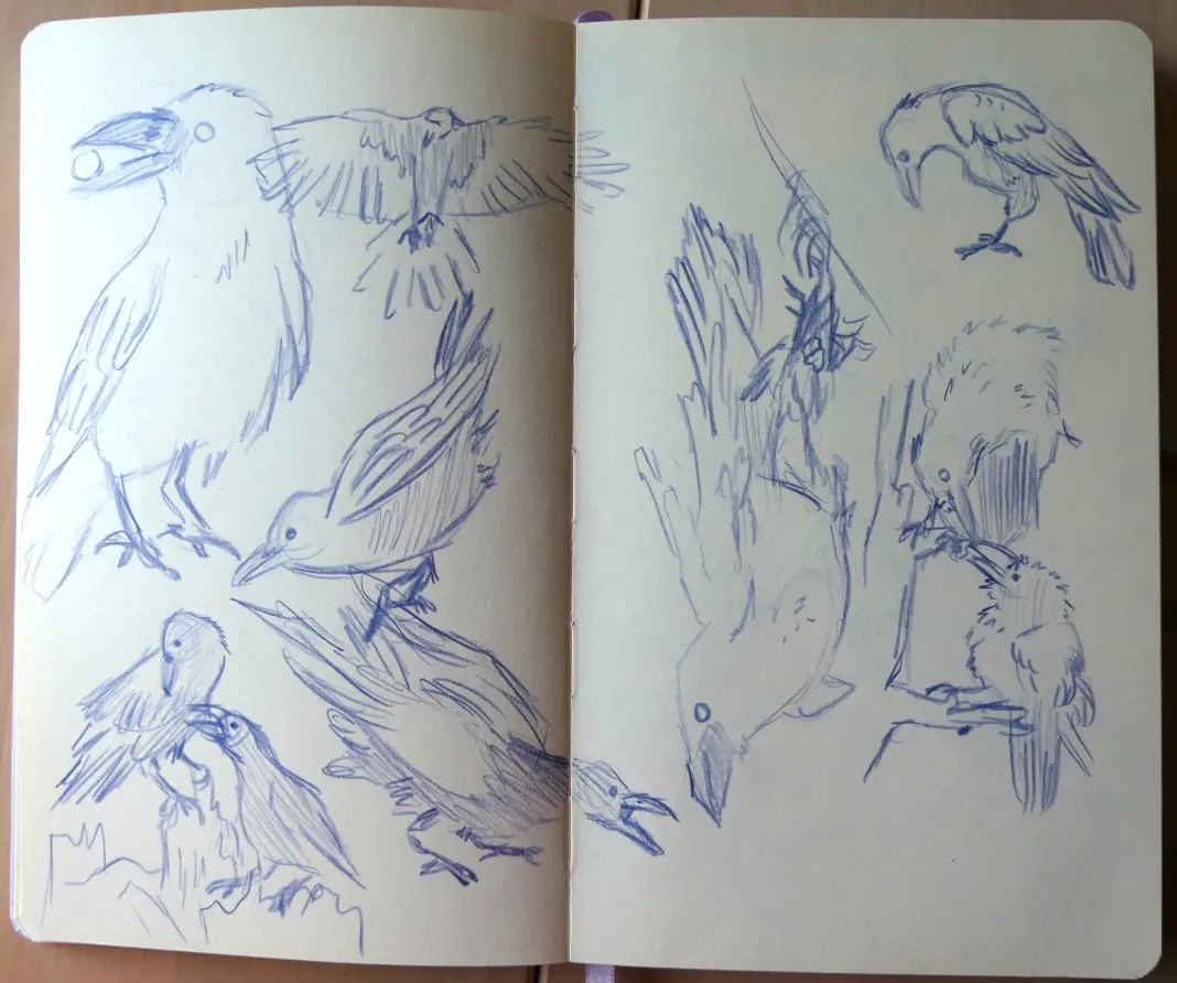 A two-page spread of crows in various poses.