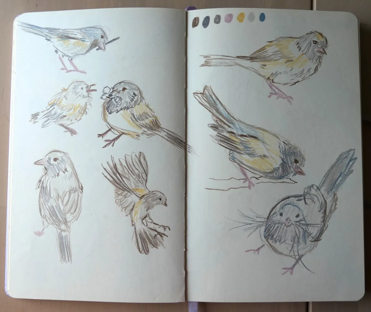 A two-page spread of dark-eyed juncos in various poses.