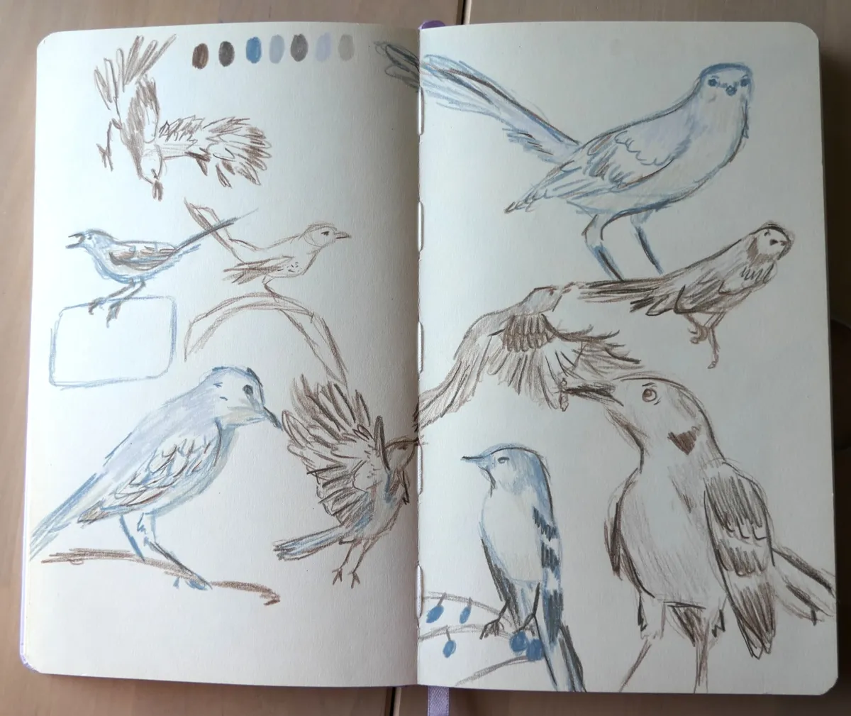 A two-page spread of northern mockingbirds in various poses.