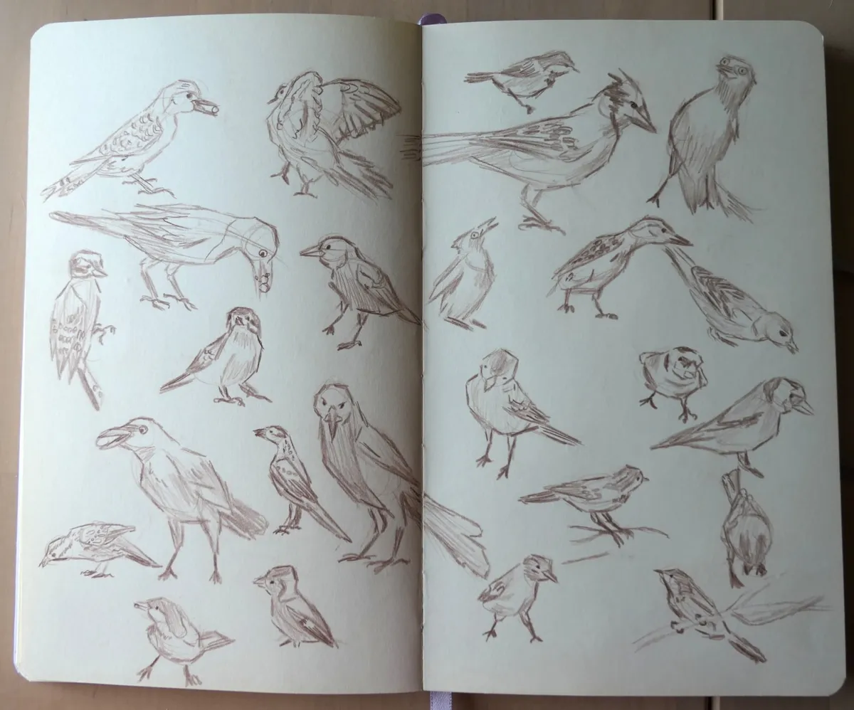 A two-page spread of birds in various poses.