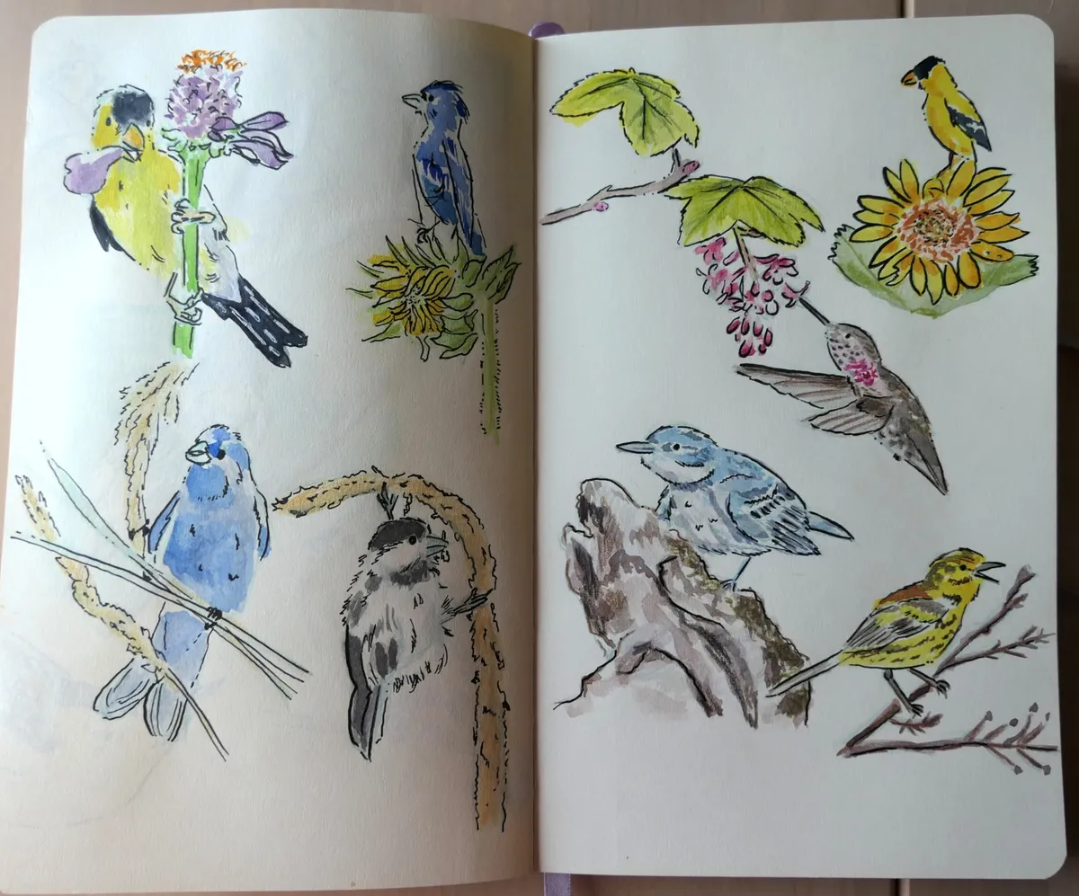 A two-page spread of watercolor birds.
