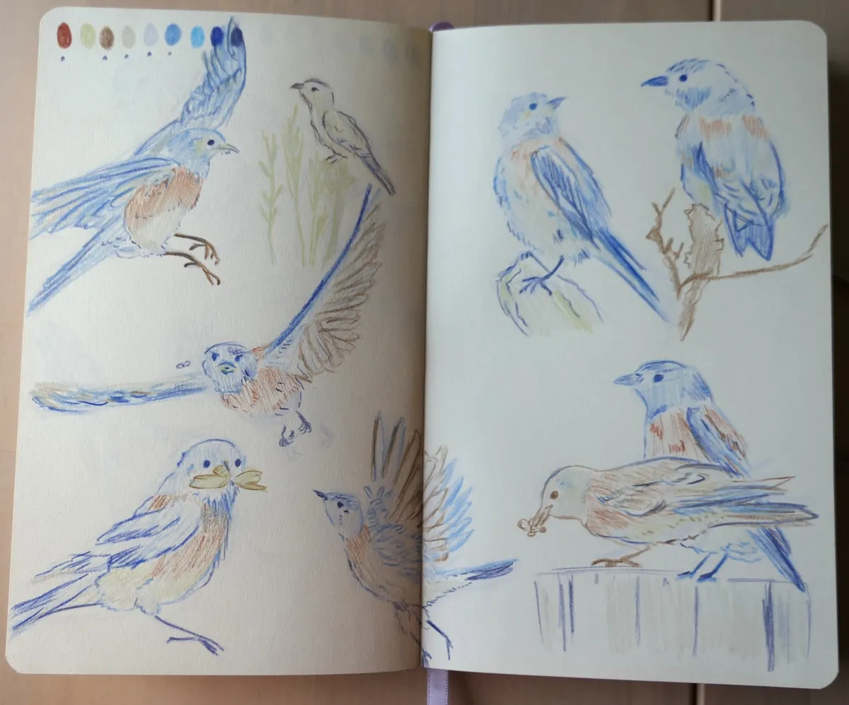 A two-page spread of western bluebirds in various poses.