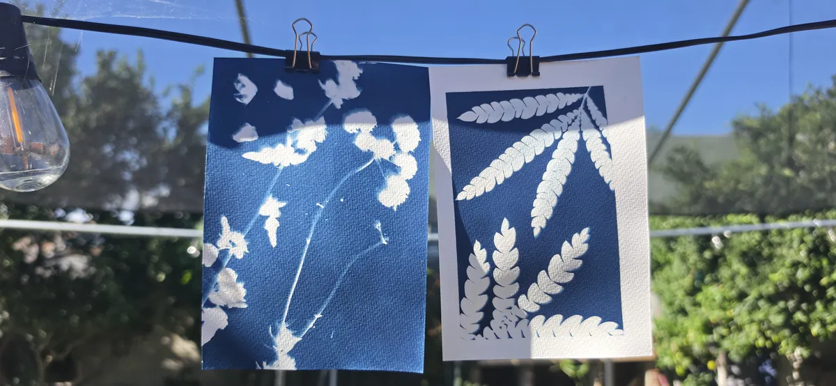 Examples of two cyanotypes, hanging to dry.