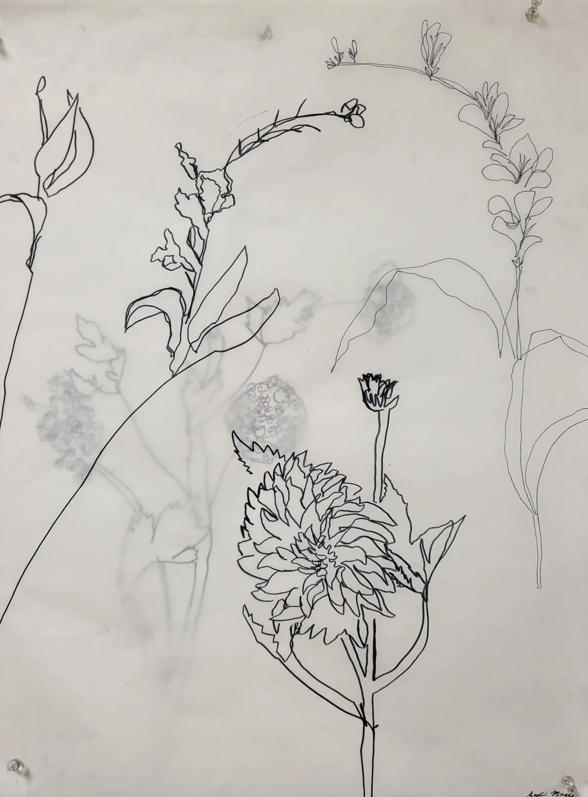 Vellum Contour Flowers