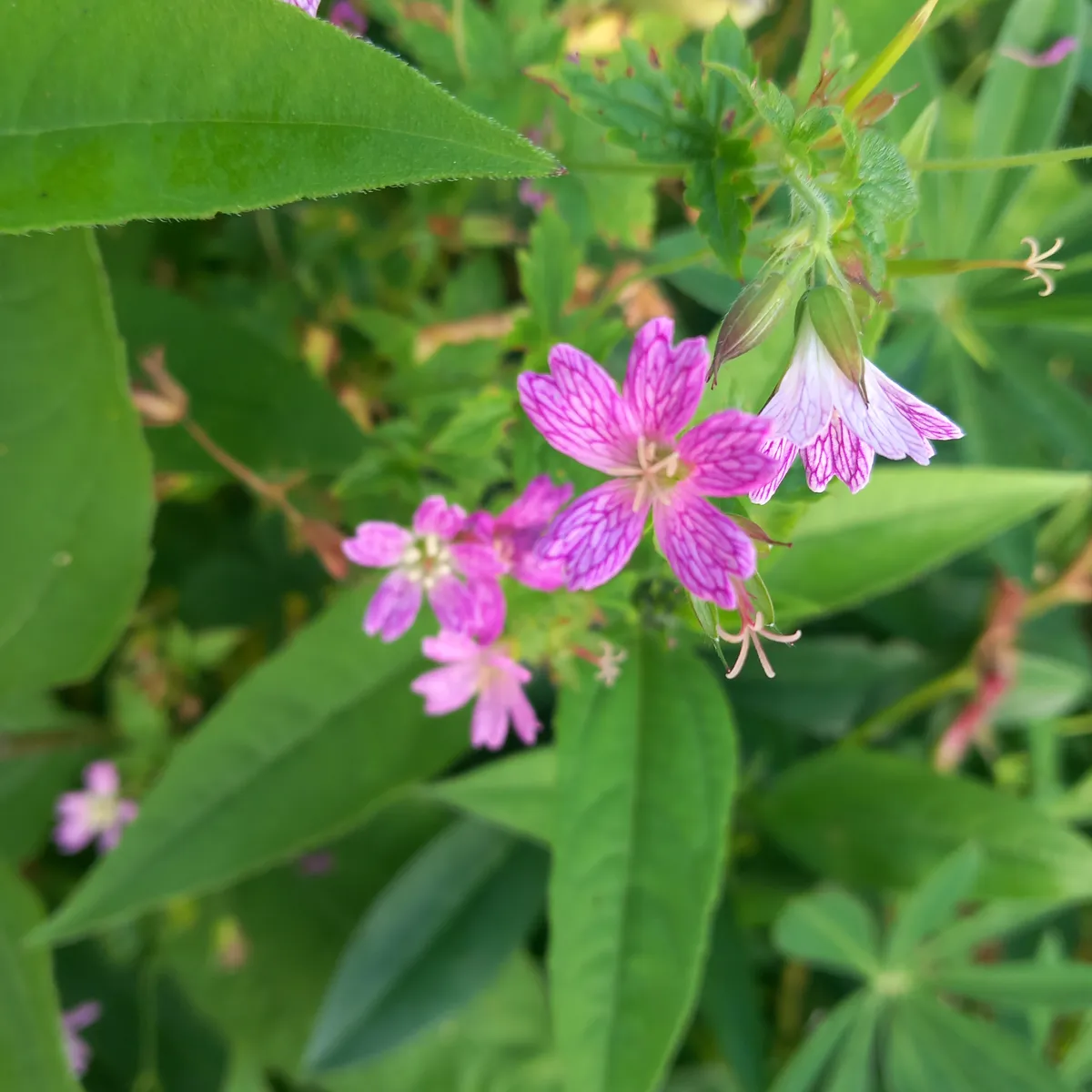 Been spending more time out on the land, paying attention to plants and insects and other non-human siblings.