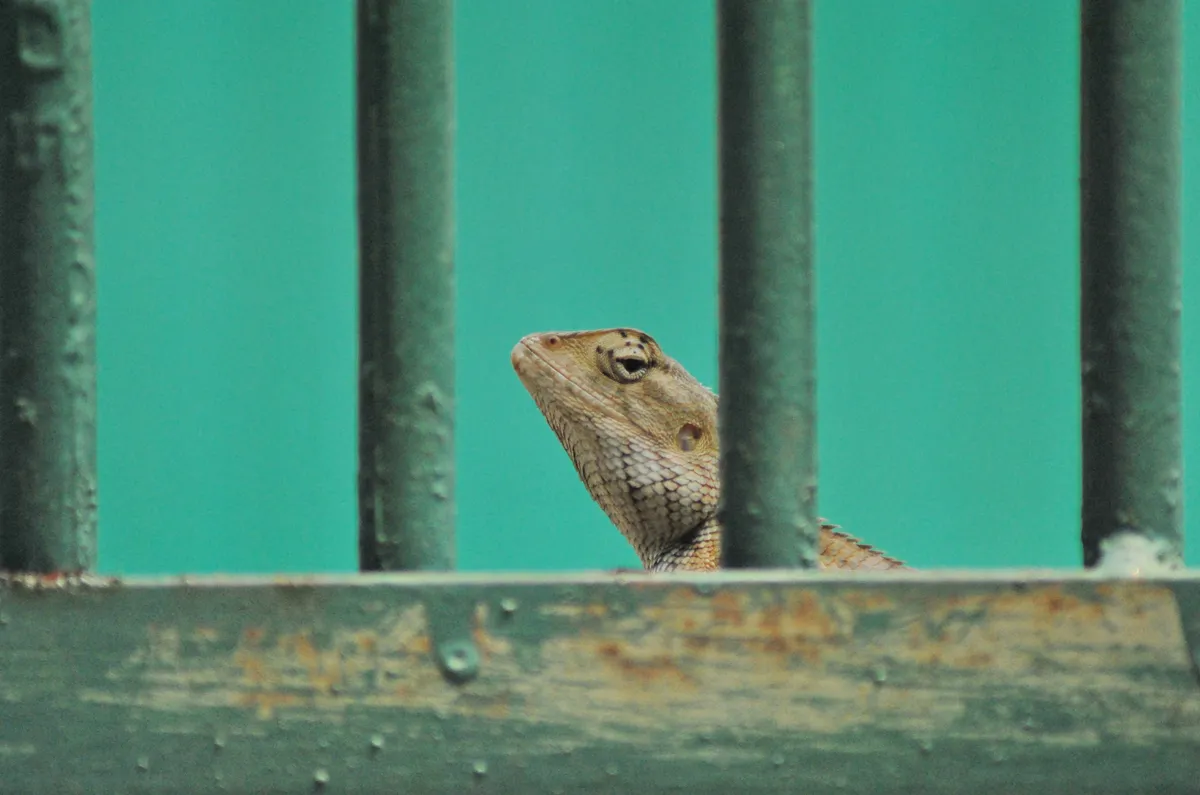Behind the Bars of Executive Dysfunction A close-up of a brown lizard's head peeking out from between two weathered, dark green vertical metal bars, against a solid teal background.