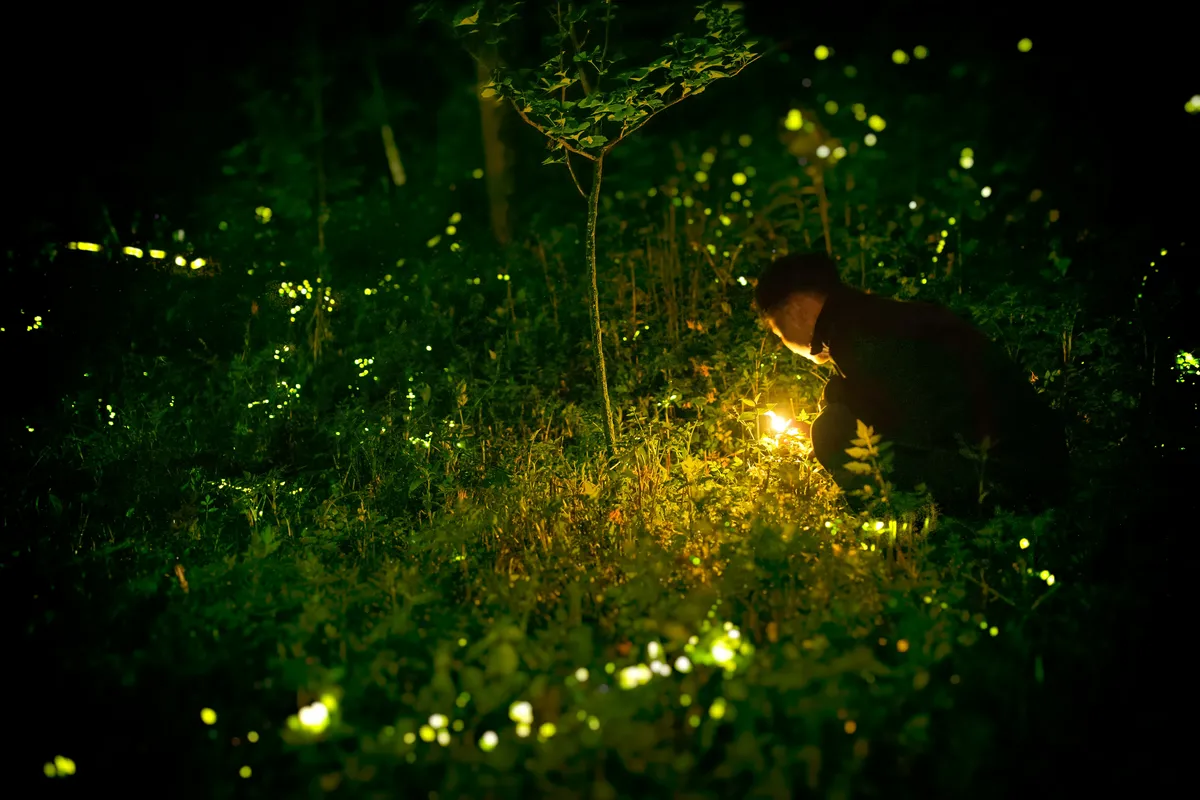 In a dark forest scene, a silhouetted figure with short hair crouches amidst dense green foliage and small trees. They are examining a bright, glowing object close to the ground, illuminating the plants and a multitude of shimmering firefly lights scattered throughout the scene.