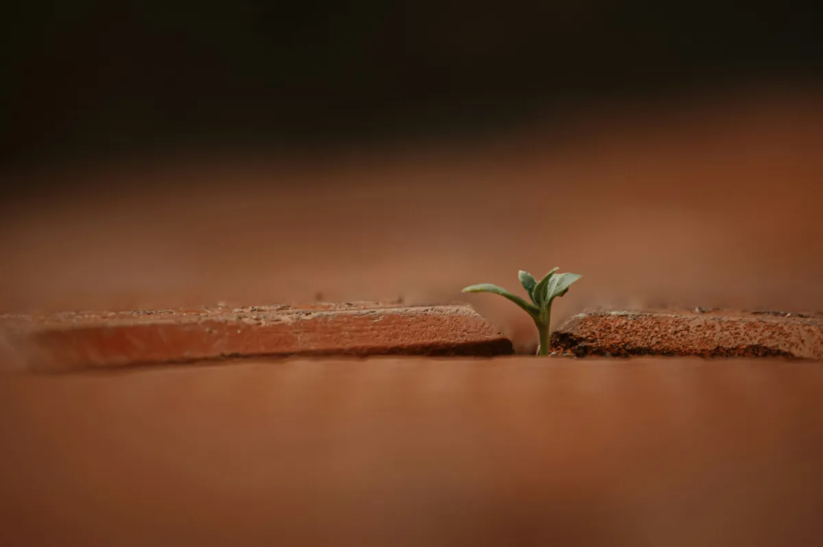 jithin-vijayamohanan-wHNZy0kpB3s-unsplash