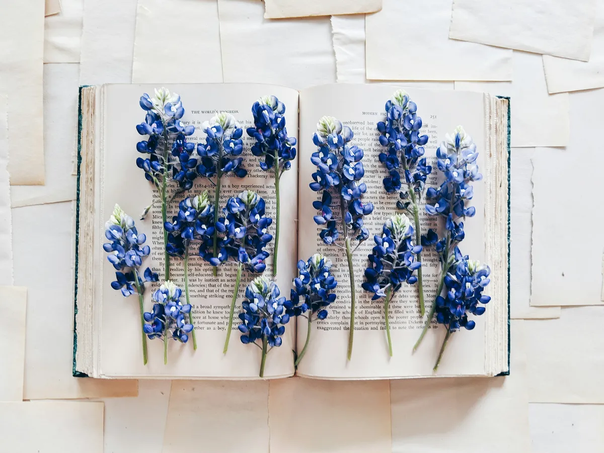 A top-down view of a thick, old book open to a page of text, with several stalks of fresh bluebonnet flowers laid across both pages.
