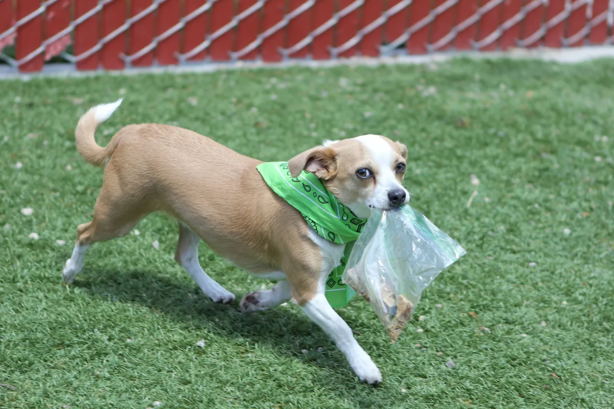 He was just going to borrow it A small, charming tan and white dog with a green bandana runs playfully across a green lawn, proudly carrying a plastic bag of treats in its mouth as if it's a prized possession.