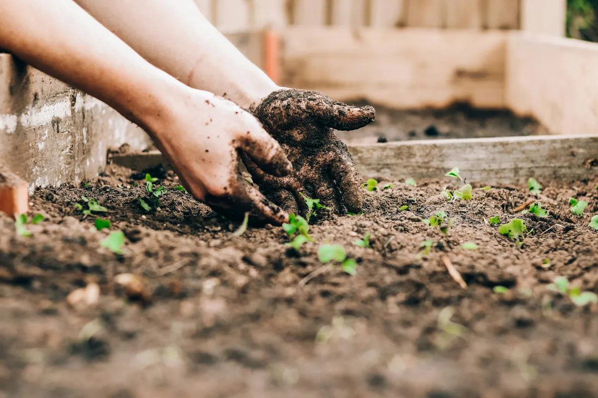 Tending to seedlings in a garden bed A close-up photograph of a pair of hands gently working the rich, dark soil in a raised garden bed. The hands are tending to several small, green seedlings that are just beginning to sprout.