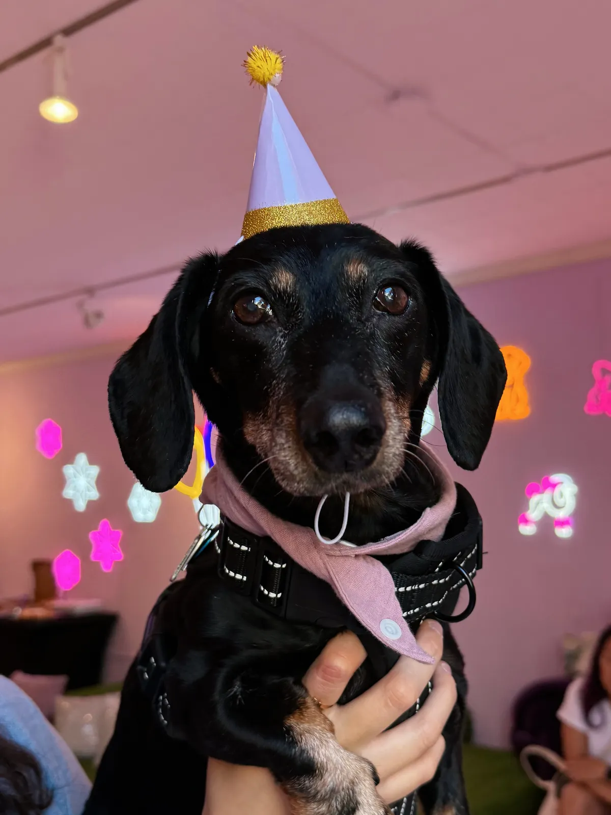 Dachshund with a birthday hat on