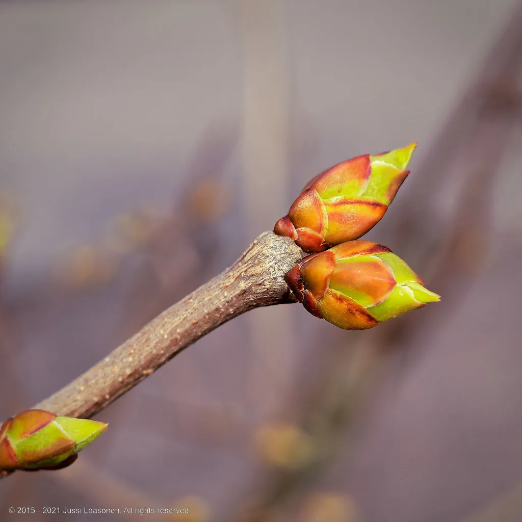 leaf_buds_watermark