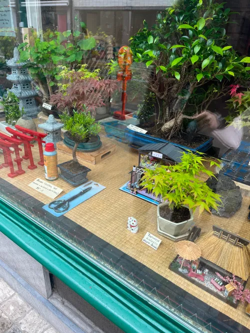 bonsai shop