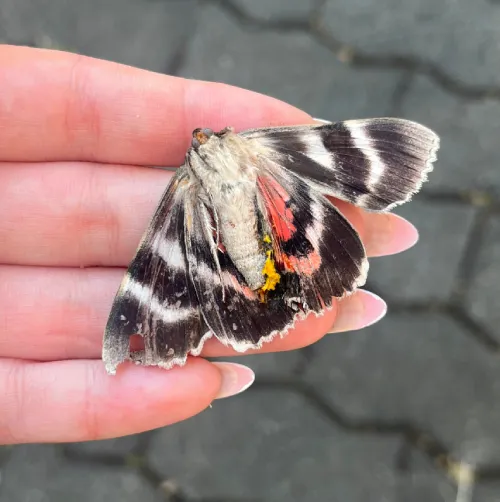 butterfly