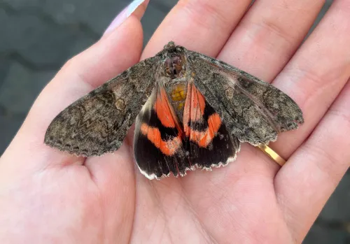 butterfly2