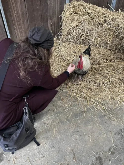 chicken