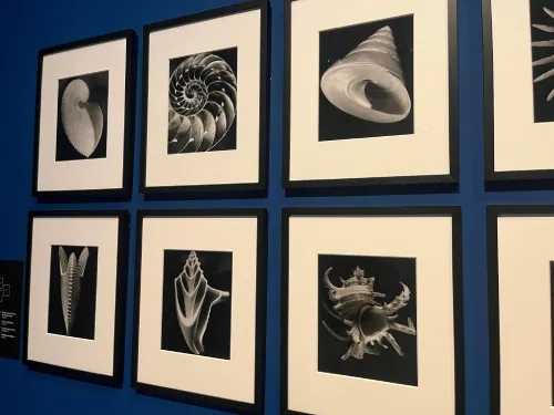 some cool pictures of ocean creatures and shells