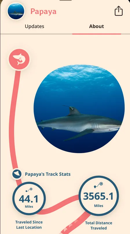 papaya