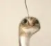 snek