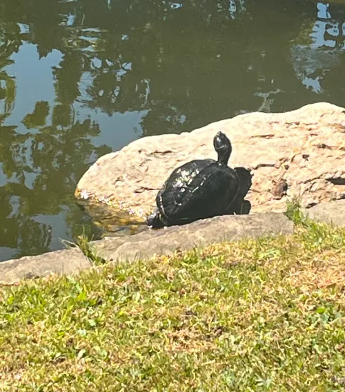 TURTLE