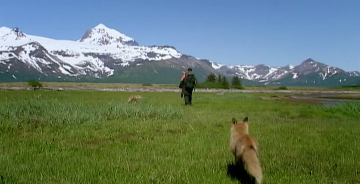 Timothy Treadwell walking through a green field, towards the snowcapped mountains, with two foxes running by his side.