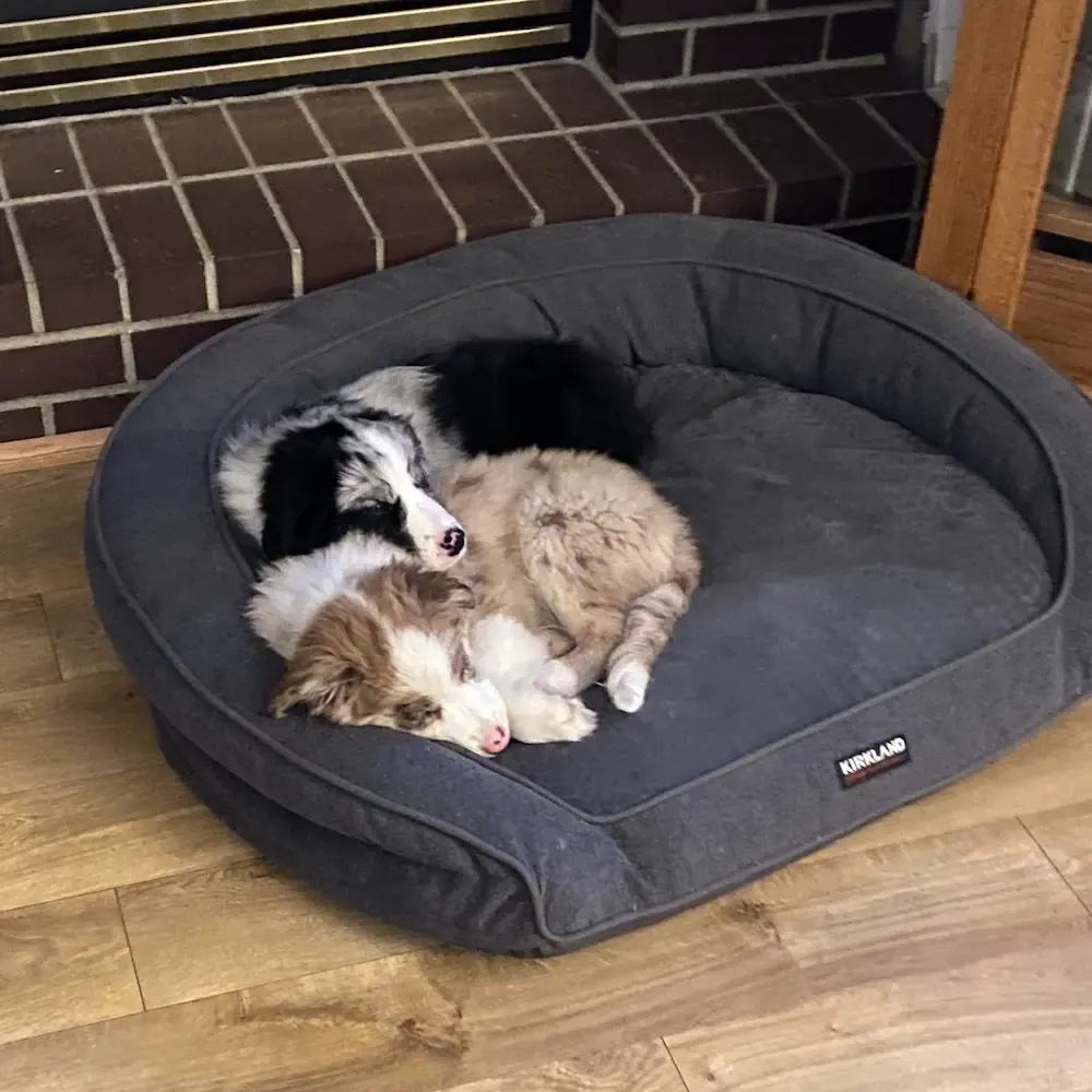 Hunter and Echo crashed out on their dog bed.