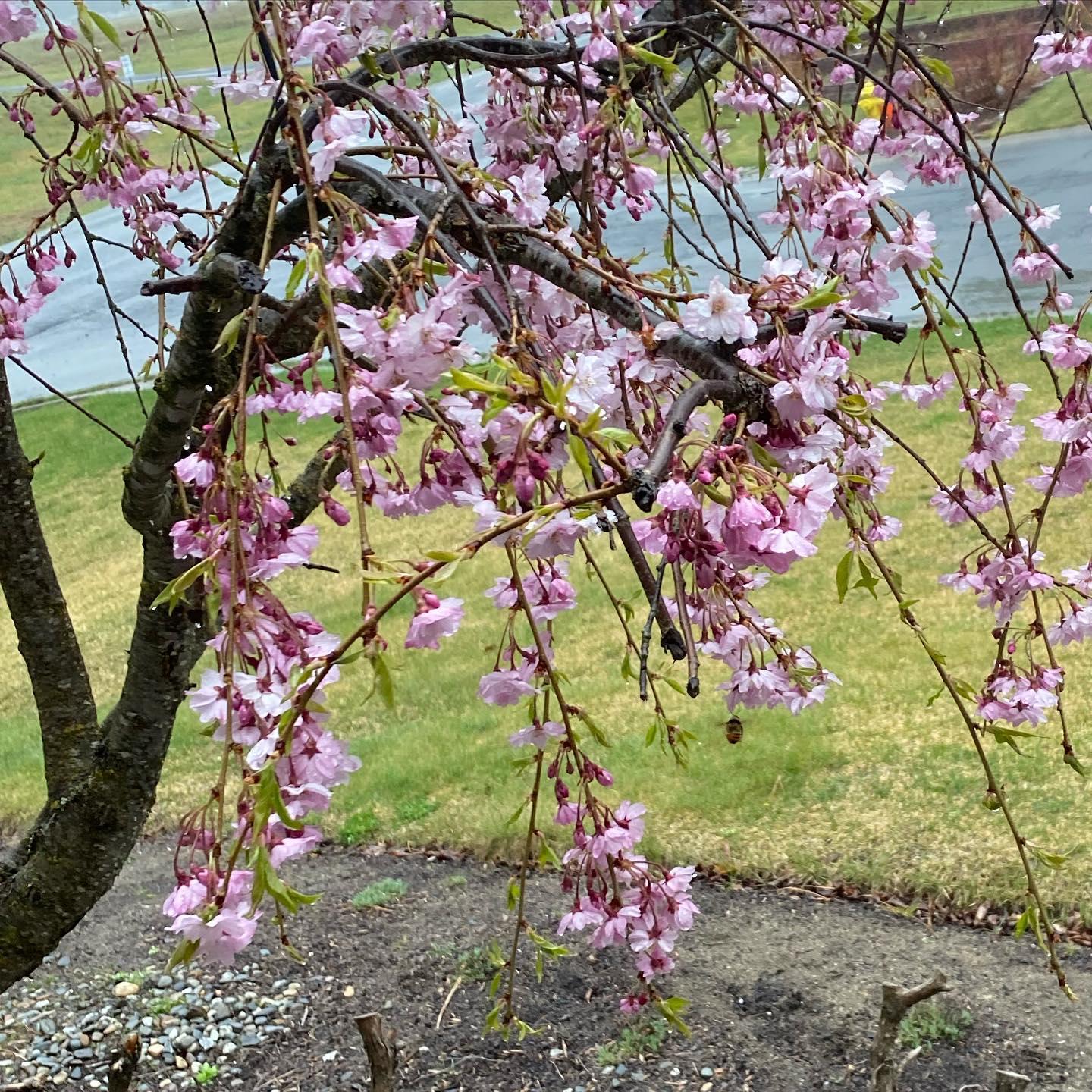 bee_and_blossoms