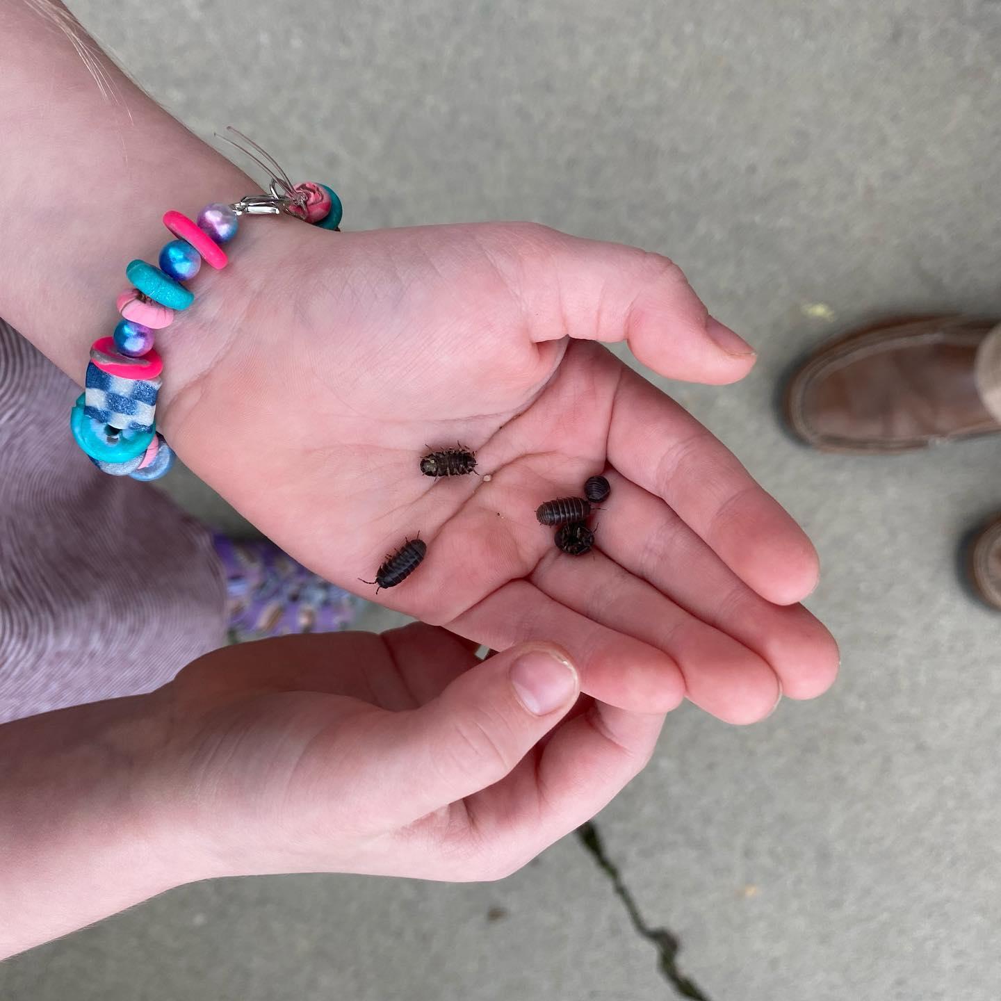 bug_collector