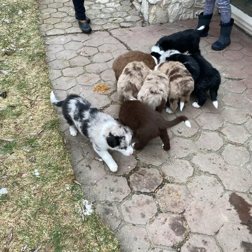 Eight Australian Shepherd pups crowd around their food dish, while a ninth wanders away.