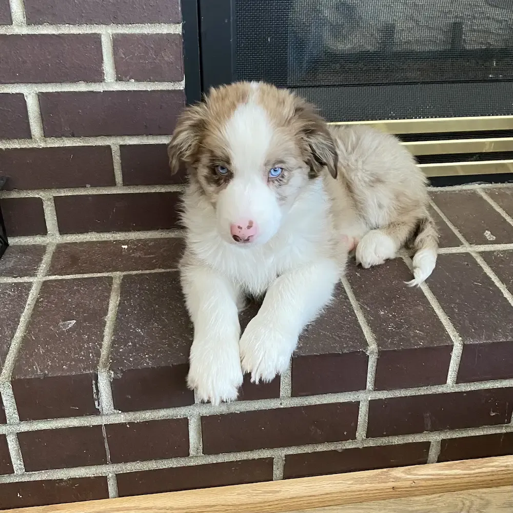 Echo, our white and tan Australian Shepherd pup lying on the front brick ledge of our gas fireplace.