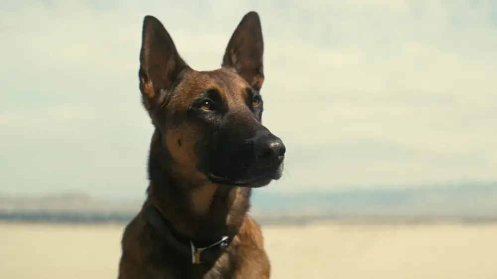Dogmeat