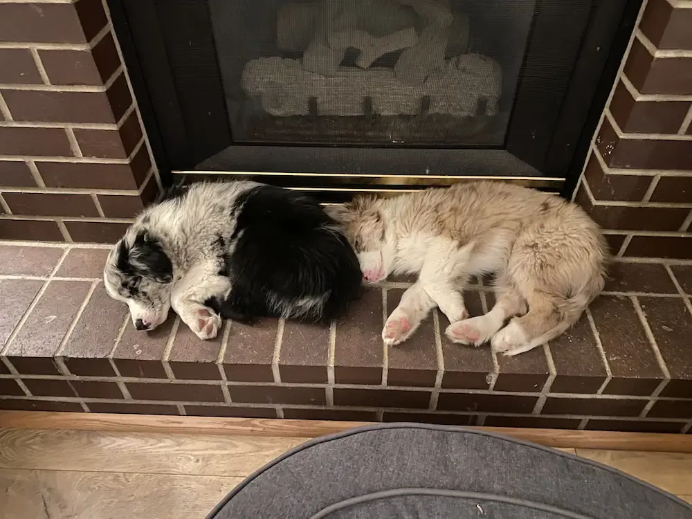Hunter and Echo sleep end to end on our gas fireplace.