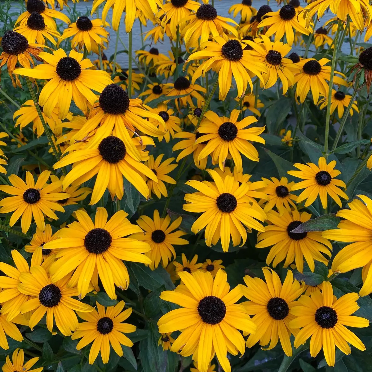 flower-power