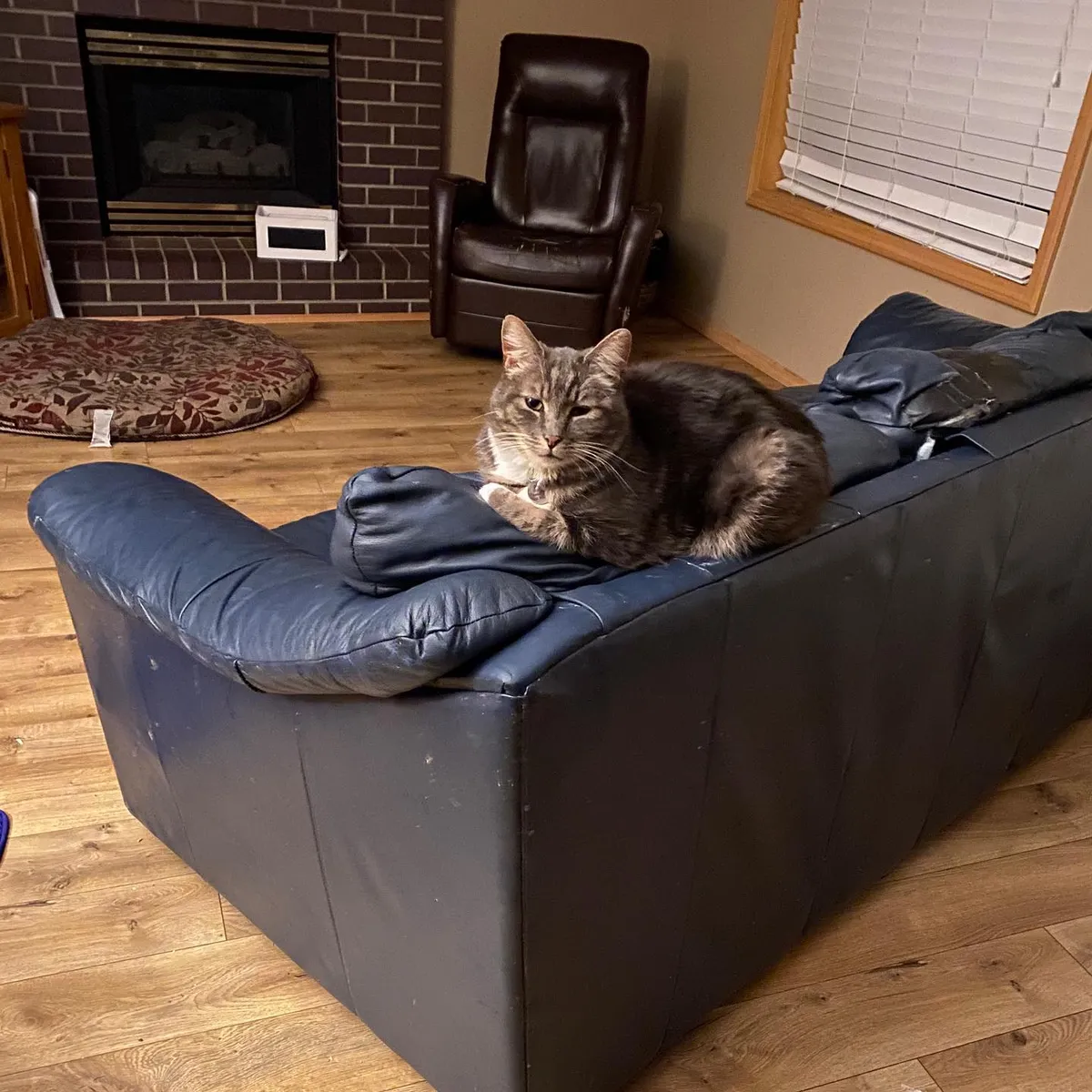 giant_cat_illusion