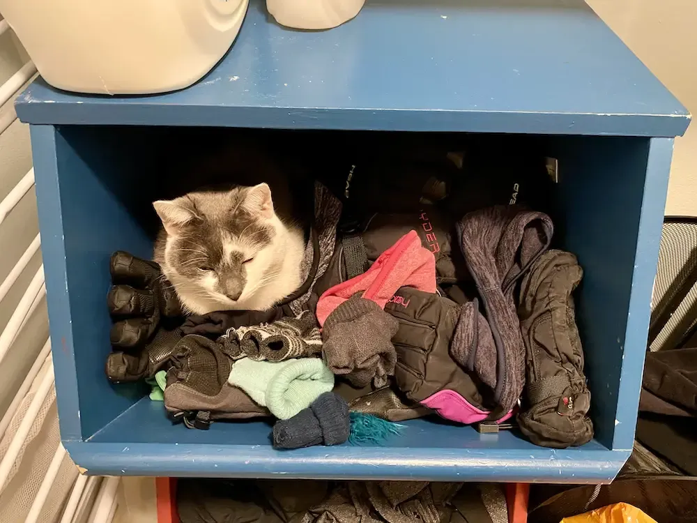 Andy, my daughter's cat,  has taken to napping in the hat and glove bin in the laundry room.