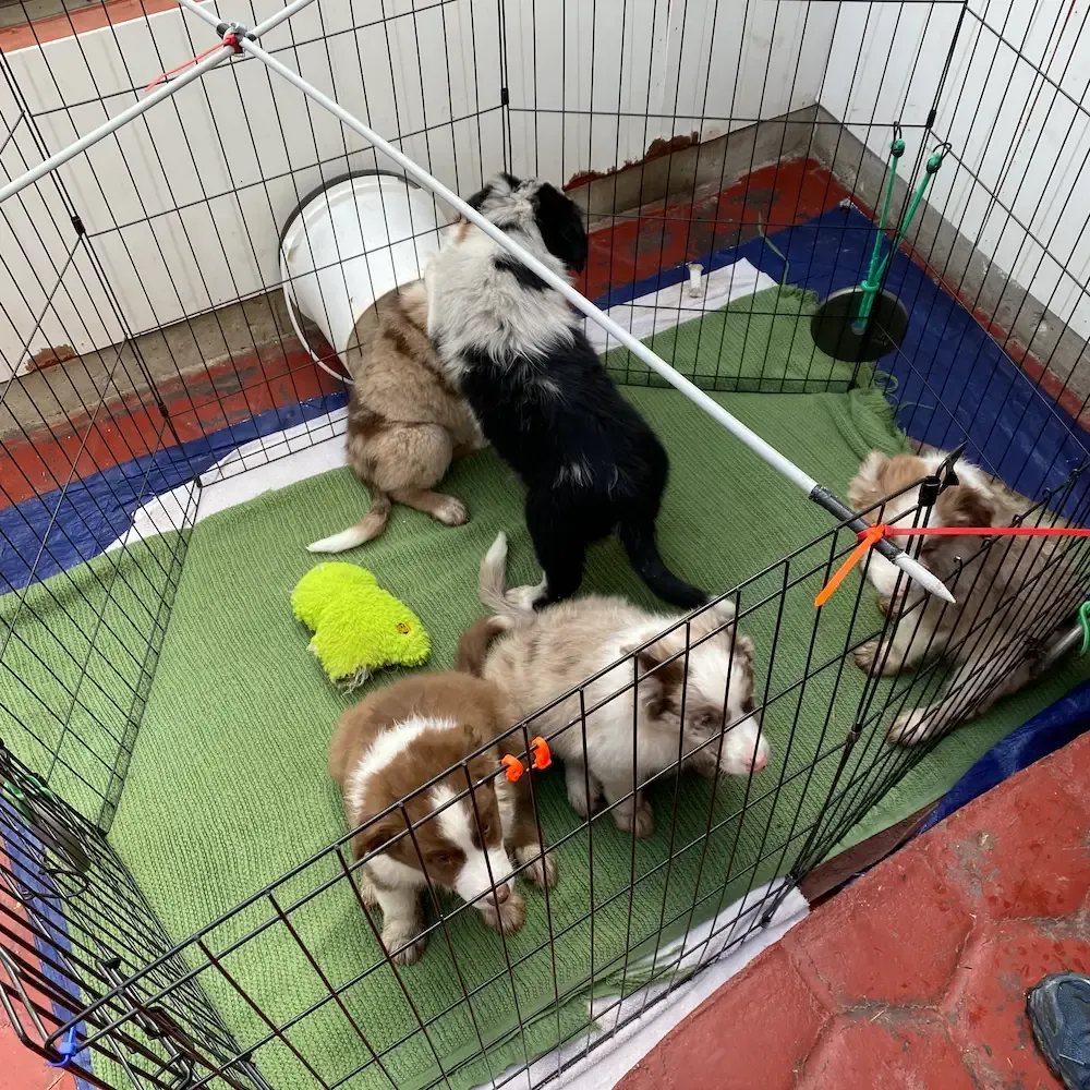 Five remaining Australian shepherd pups from the litter in their pen.